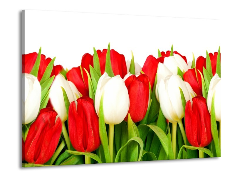 Glasschilderij Tulpen, Bloemen | Rood, Wit, Groen | 100x70cm 1Luik