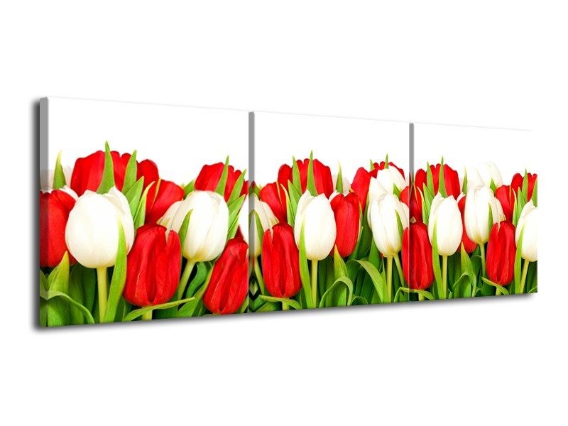 Canvas Schilderij Tulpen, Bloemen | Rood, Wit, Groen | 120x40cm 3Luik