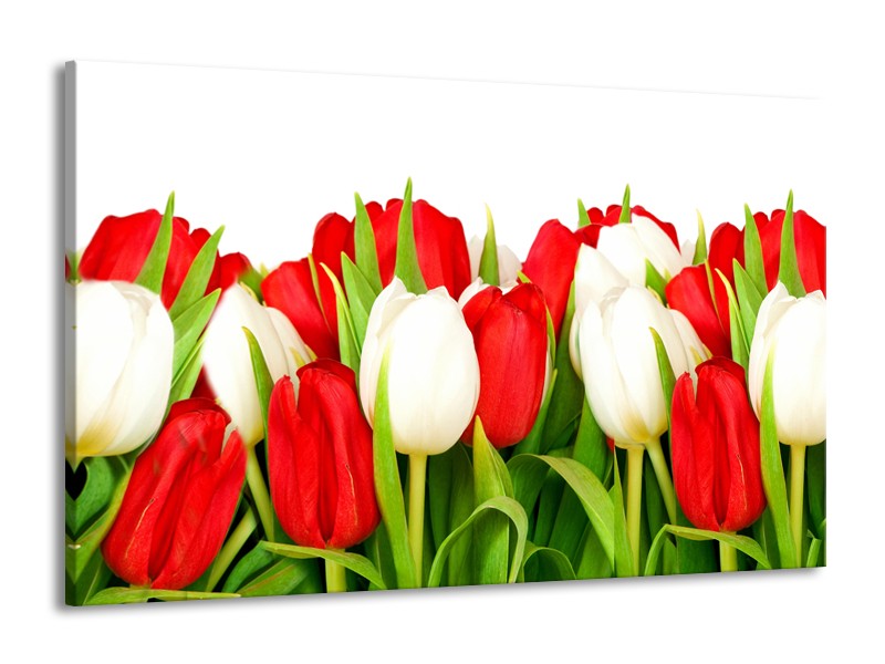 Canvas Schilderij Tulpen, Bloemen | Rood, Wit, Groen | 140x90cm 1Luik
