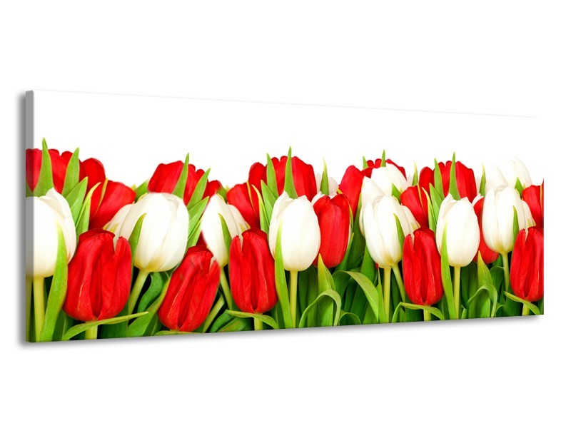 Canvas Schilderij Tulpen, Bloemen | Rood, Wit, Groen | 145x58cm 1Luik