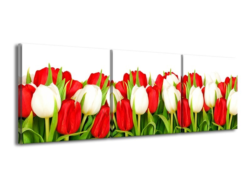 Glasschilderij Tulpen, Bloemen | Rood, Wit, Groen | 150x50cm 3Luik