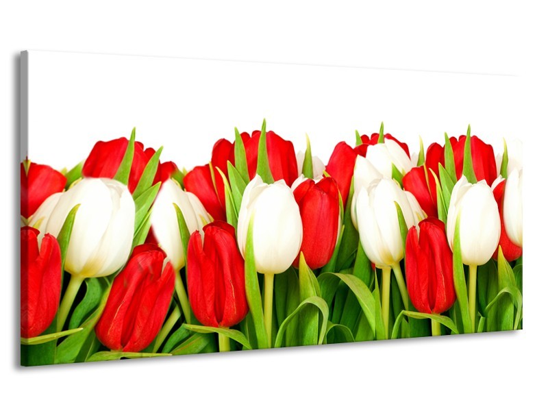 Canvas Schilderij Tulpen, Bloemen | Rood, Wit, Groen | 170x90cm 1Luik