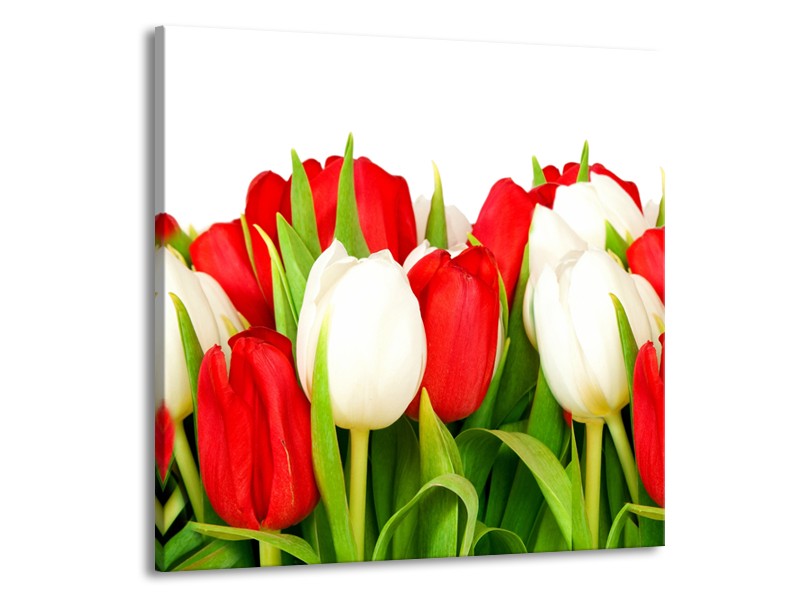 Canvas Schilderij Tulpen, Bloemen | Rood, Wit, Groen | 50x50cm 1Luik