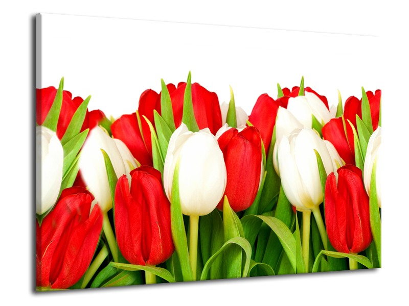 Glasschilderij Tulpen, Bloemen | Rood, Wit, Groen | 70x50cm 1Luik