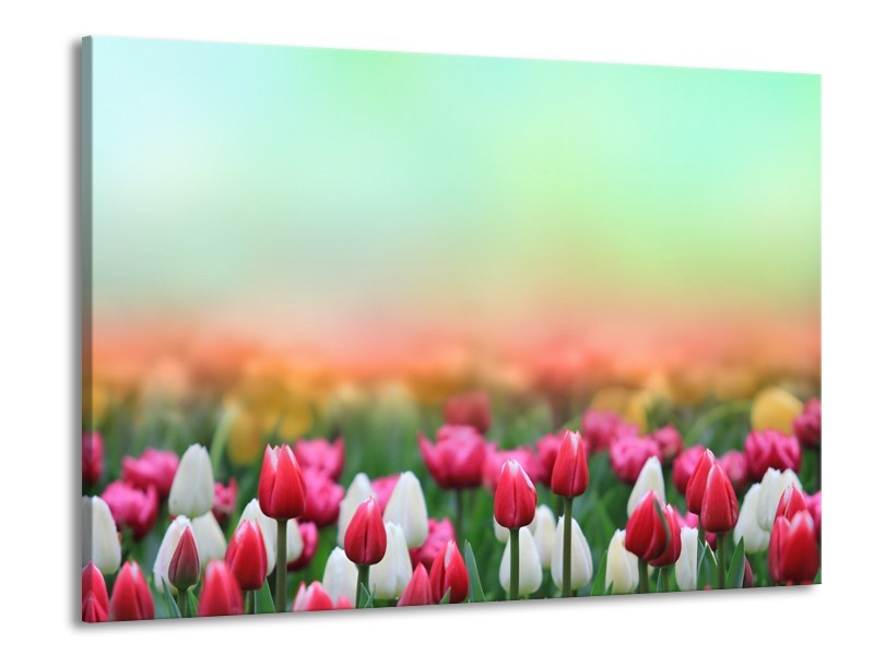 Canvas Schilderij Tulpen, Bloemen | Groen, Roze, Wit | 100x70cm 1Luik