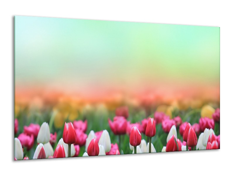 Canvas Schilderij Tulpen, Bloemen | Groen, Roze, Wit | 120x70cm 1Luik