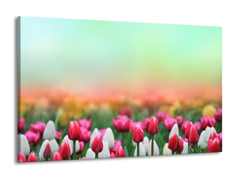 Canvas Schilderij Tulpen, Bloemen | Groen, Roze, Wit | 140x90cm 1Luik