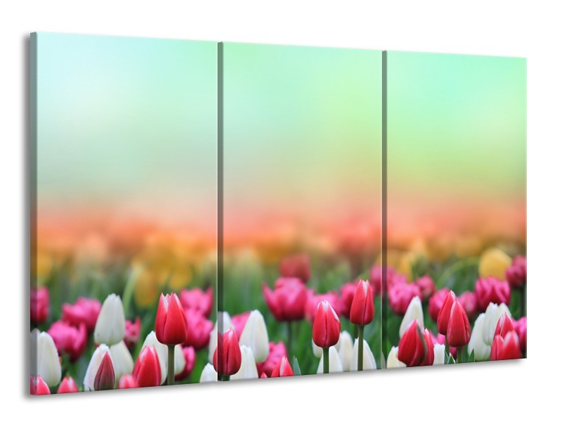 Canvas Schilderij Tulpen, Bloemen | Groen, Roze, Wit | 165x100cm 3Luik