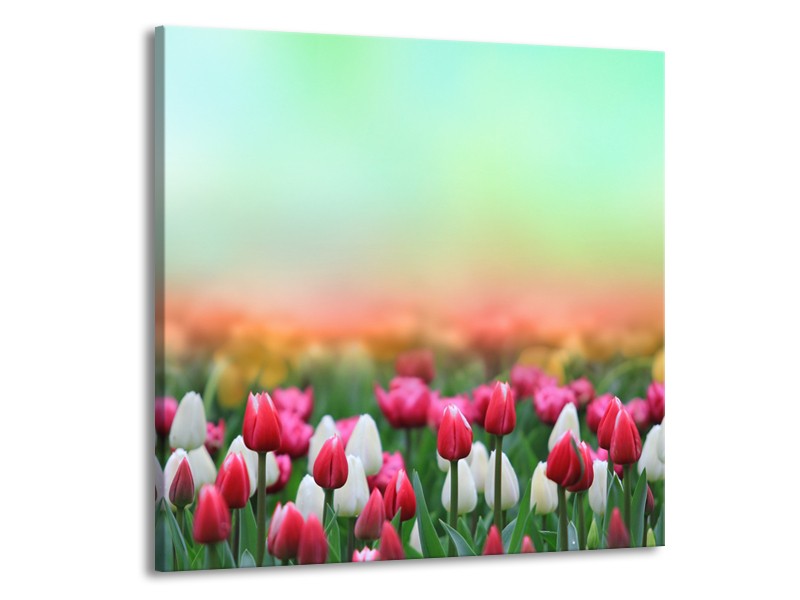 Canvas Schilderij Tulpen, Bloemen | Groen, Roze, Wit | 50x50cm 1Luik