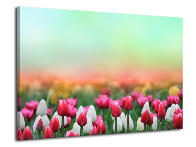 Canvas Schilderij Tulpen, Bloemen | Groen, Roze, Wit | 70x50cm 1Luik