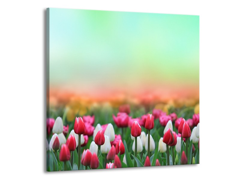 Glasschilderij Tulpen, Bloemen | Groen, Roze, Wit | 70x70cm 1Luik