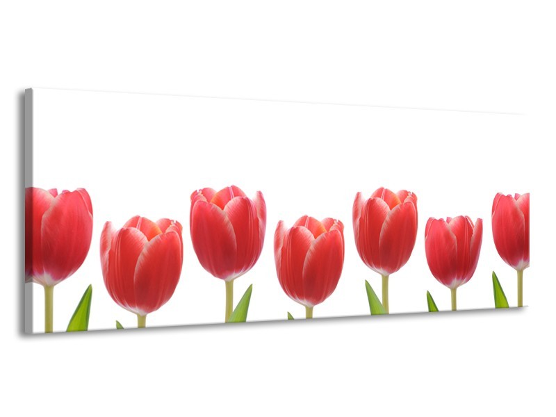 Glasschilderij Tulpen, Bloemen | Wit, Rood, Groen | 145x58cm 1Luik