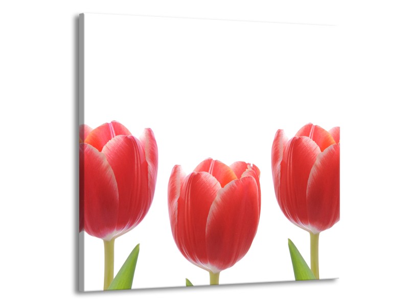 Glasschilderij Tulpen, Bloemen | Wit, Rood, Groen | 50x50cm 1Luik