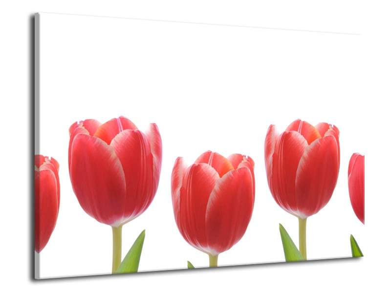 Canvas Schilderij Tulpen, Bloemen | Wit, Rood, Groen | 70x50cm 1Luik