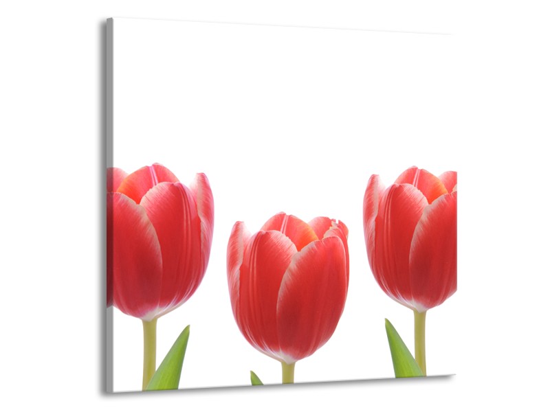 Glasschilderij Tulpen, Bloemen | Wit, Rood, Groen | 70x70cm 1Luik