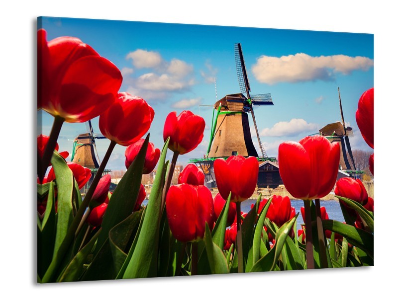 Canvas Schilderij Tulpen, Molen | Rood, Blauw, Grijs | 100x70cm 1Luik