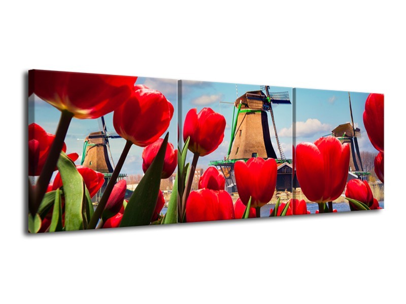 Glasschilderij Tulpen, Molen | Rood, Blauw, Grijs | 120x40cm 3Luik