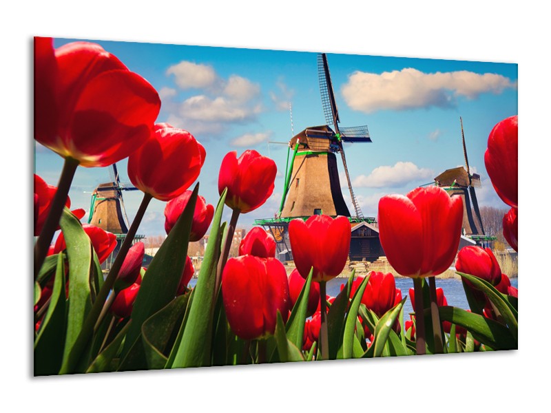 Glasschilderij Tulpen, Molen | Rood, Blauw, Grijs | 120x70cm 1Luik