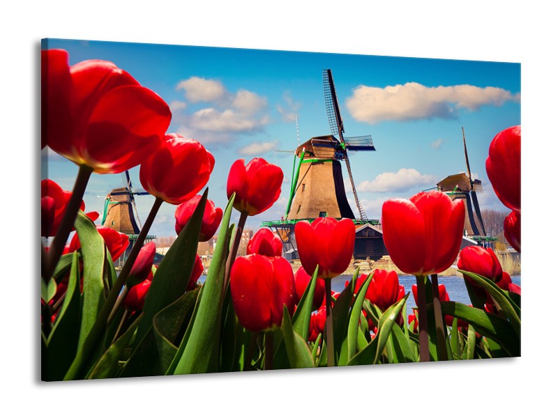 Glasschilderij Tulpen, Molen | Rood, Blauw, Grijs | 140x90cm 1Luik