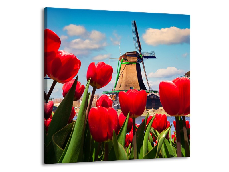 Glasschilderij Tulpen, Molen | Rood, Blauw, Grijs | 50x50cm 1Luik