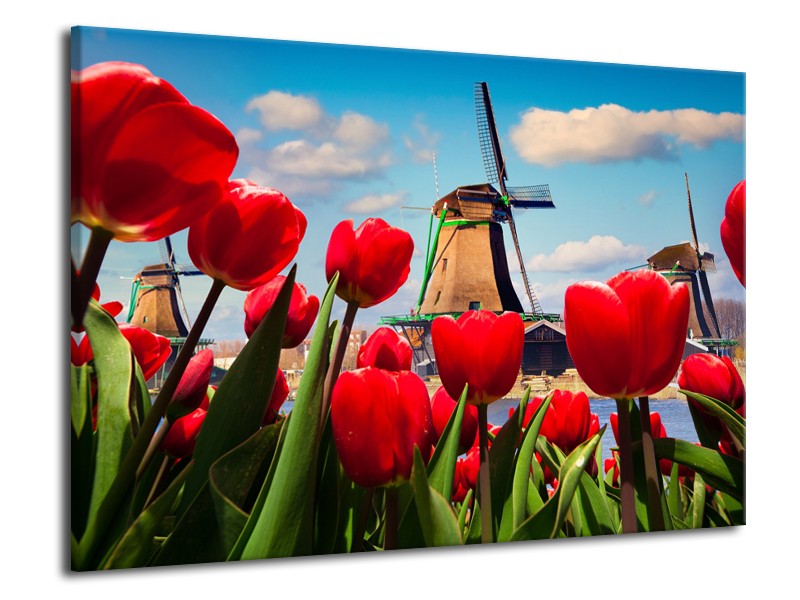 Glasschilderij Tulpen, Molen | Rood, Blauw, Grijs | 70x50cm 1Luik