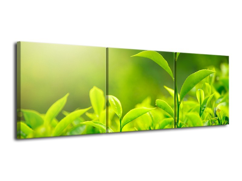 Canvas Schilderij Natuur | Groen, Geel | 120x40cm 3Luik