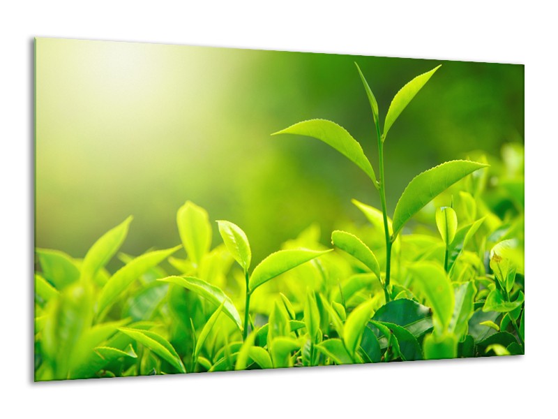 Glasschilderij Natuur | Groen, Geel | 120x70cm 1Luik