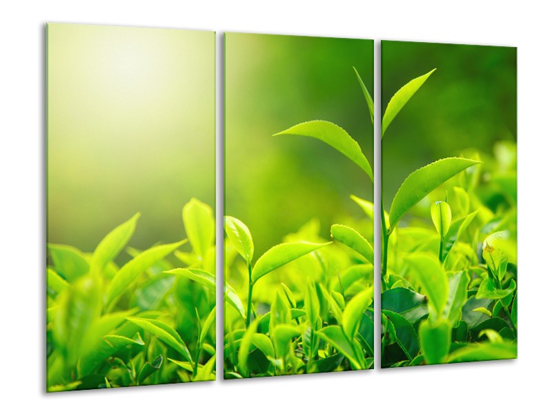 Glasschilderij Natuur | Groen, Geel | 120x80cm 3Luik
