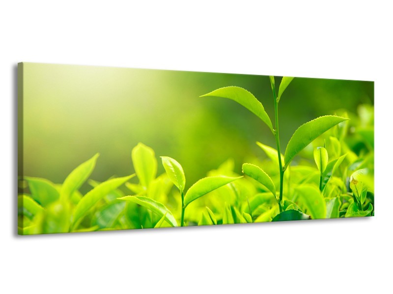 Glasschilderij Natuur | Groen, Geel | 145x58cm 1Luik