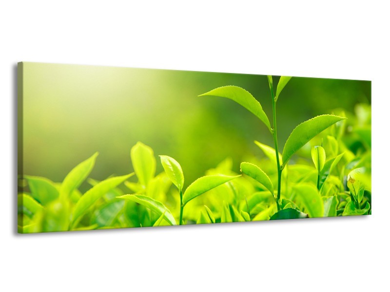 Canvas Schilderij Natuur | Groen, Geel | 145x58cm 1Luik