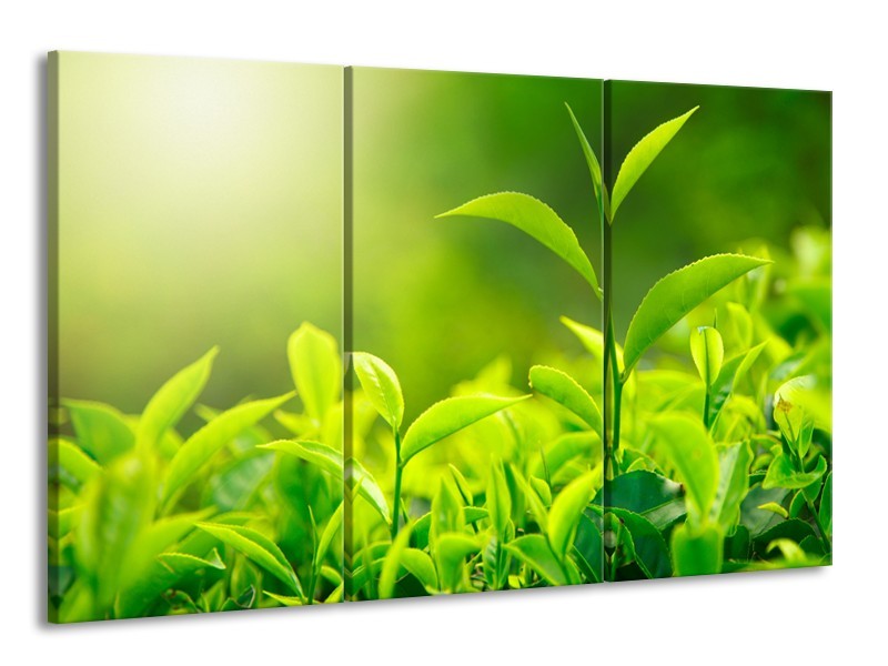Canvas Schilderij Natuur | Groen, Geel | 165x100cm 3Luik