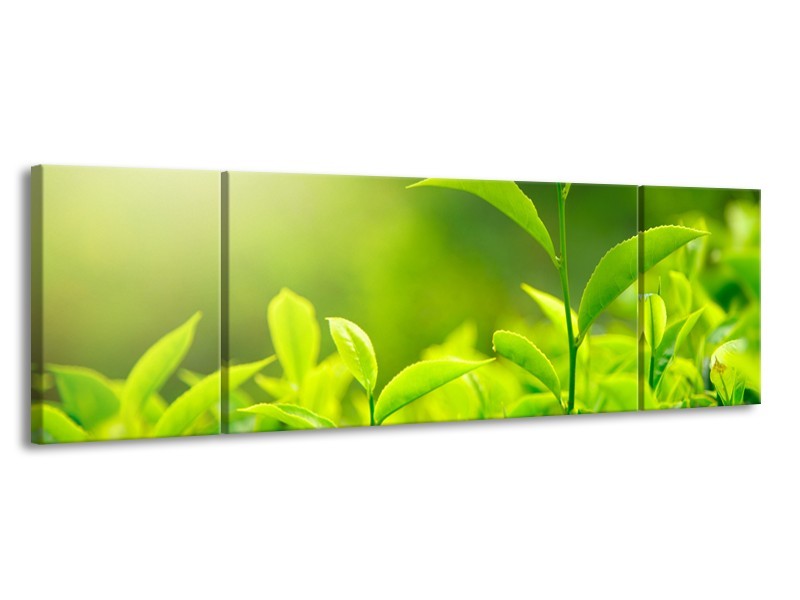 Canvas Schilderij Natuur | Groen, Geel | 170x50cm 3Luik