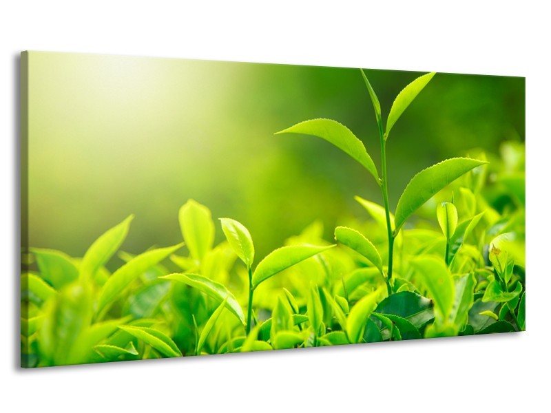 Canvas Schilderij Natuur | Groen, Geel | 170x90cm 1Luik