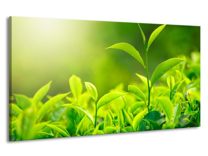 Canvas Schilderij Natuur | Groen, Geel | 190x100cm 1Luik