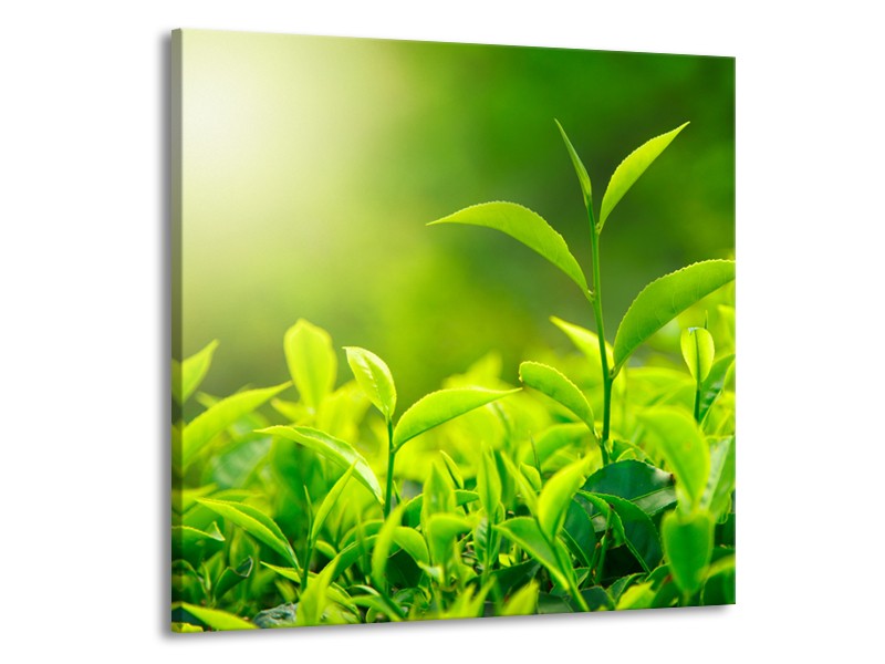 Glasschilderij Natuur | Groen, Geel | 50x50cm 1Luik