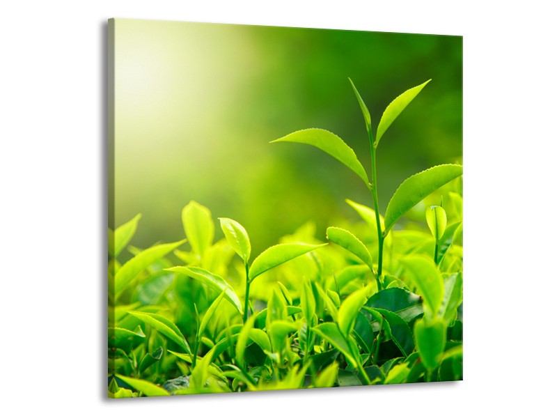 Canvas Schilderij Natuur | Groen, Geel | 70x70cm 1Luik