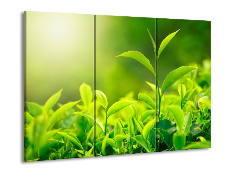 Glasschilderij Natuur | Groen, Geel | 60x90cm 3Luik