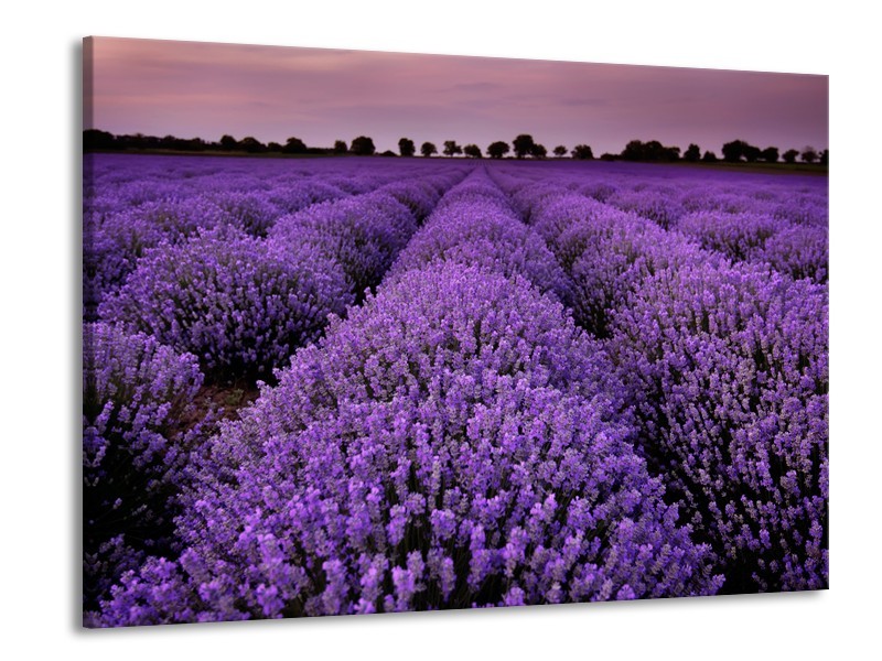 Glasschilderij Lavendel, Landelijk | Paars | 100x70cm 1Luik