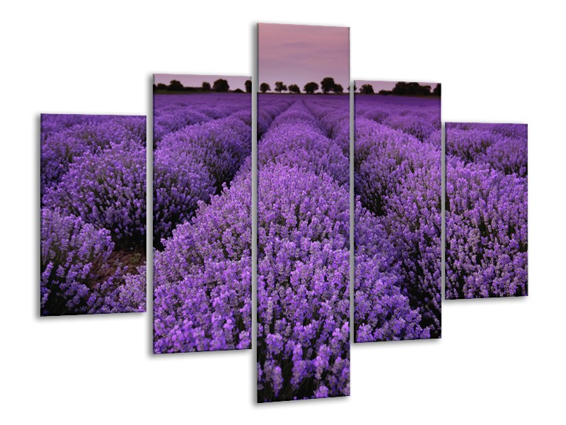 Canvas Schilderij Lavendel, Landelijk | Paars | 100x70cm 5Luik
