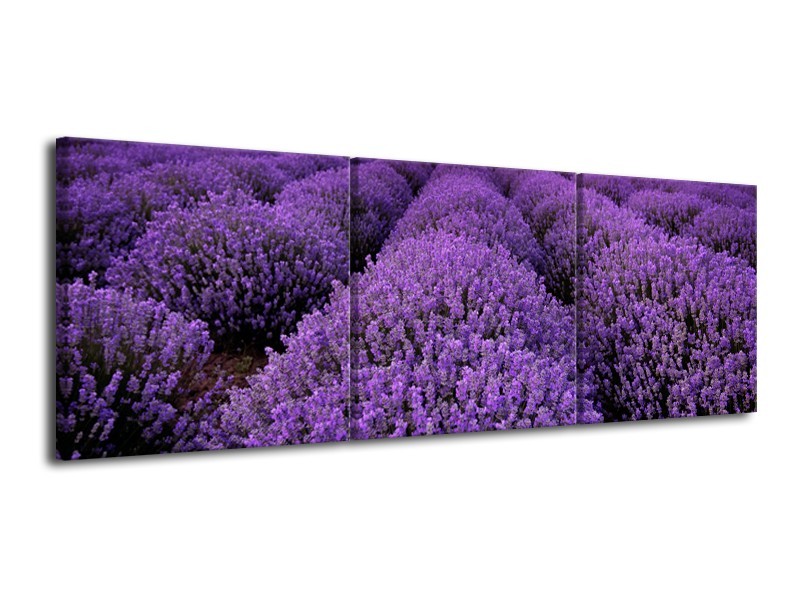 Glasschilderij Lavendel, Landelijk | Paars | 120x40cm 3Luik