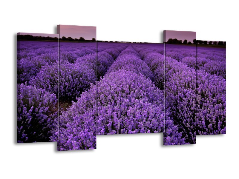 Glasschilderij Lavendel, Landelijk | Paars | 120x65cm 5Luik