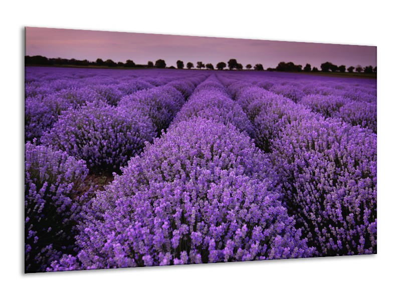 Canvas Schilderij Lavendel, Landelijk | Paars | 120x70cm 1Luik