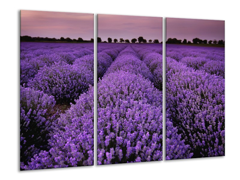 Canvas Schilderij Lavendel, Landelijk | Paars | 120x80cm 3Luik