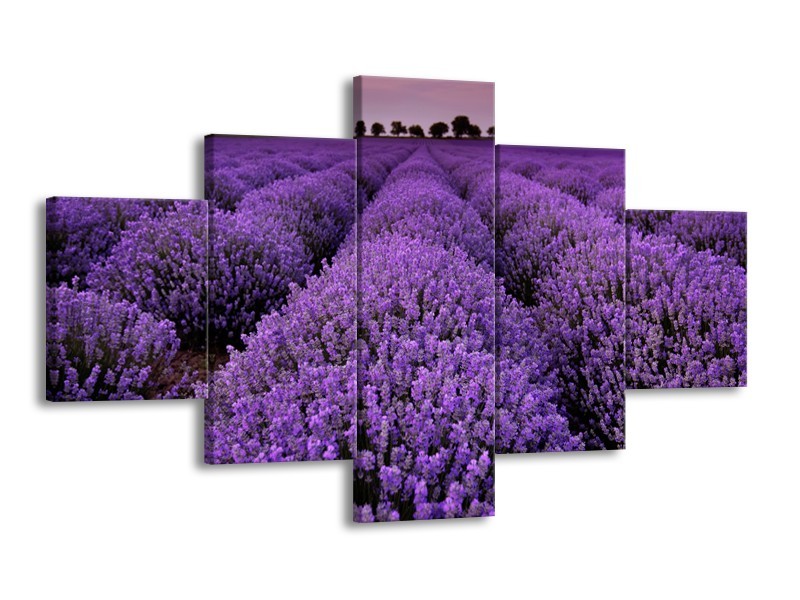 Canvas Schilderij Lavendel, Landelijk | Paars | 125x70cm 5Luik