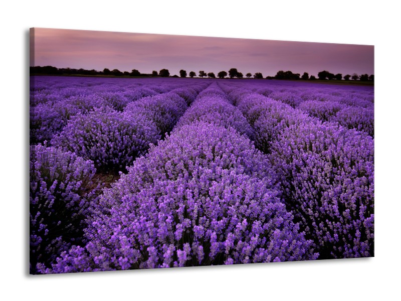 Canvas Schilderij Lavendel, Landelijk | Paars | 140x90cm 1Luik
