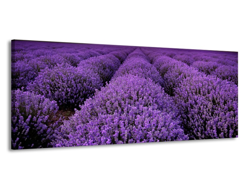 Canvas Schilderij Lavendel, Landelijk | Paars | 145x58cm 1Luik