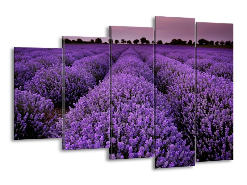Glasschilderij Lavendel, Landelijk | Paars | 150x100cm 5Luik