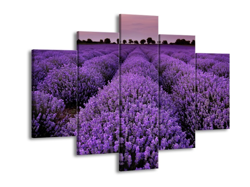 Canvas Schilderij Lavendel, Landelijk | Paars | 150x105cm 5Luik
