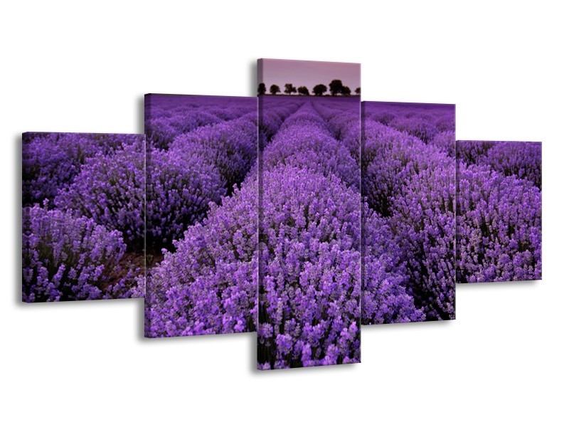 Glasschilderij Lavendel, Landelijk | Paars | 150x80cm 5Luik