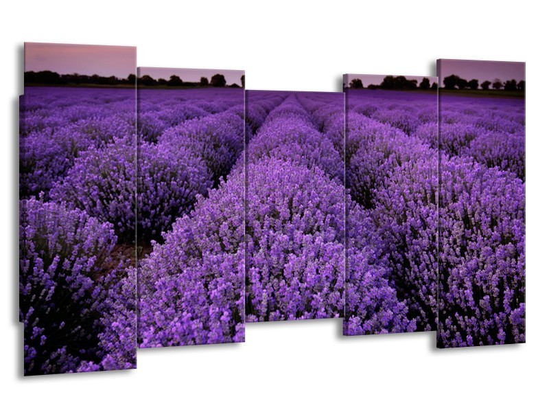 Glasschilderij Lavendel, Landelijk | Paars | 150x80cm 5Luik